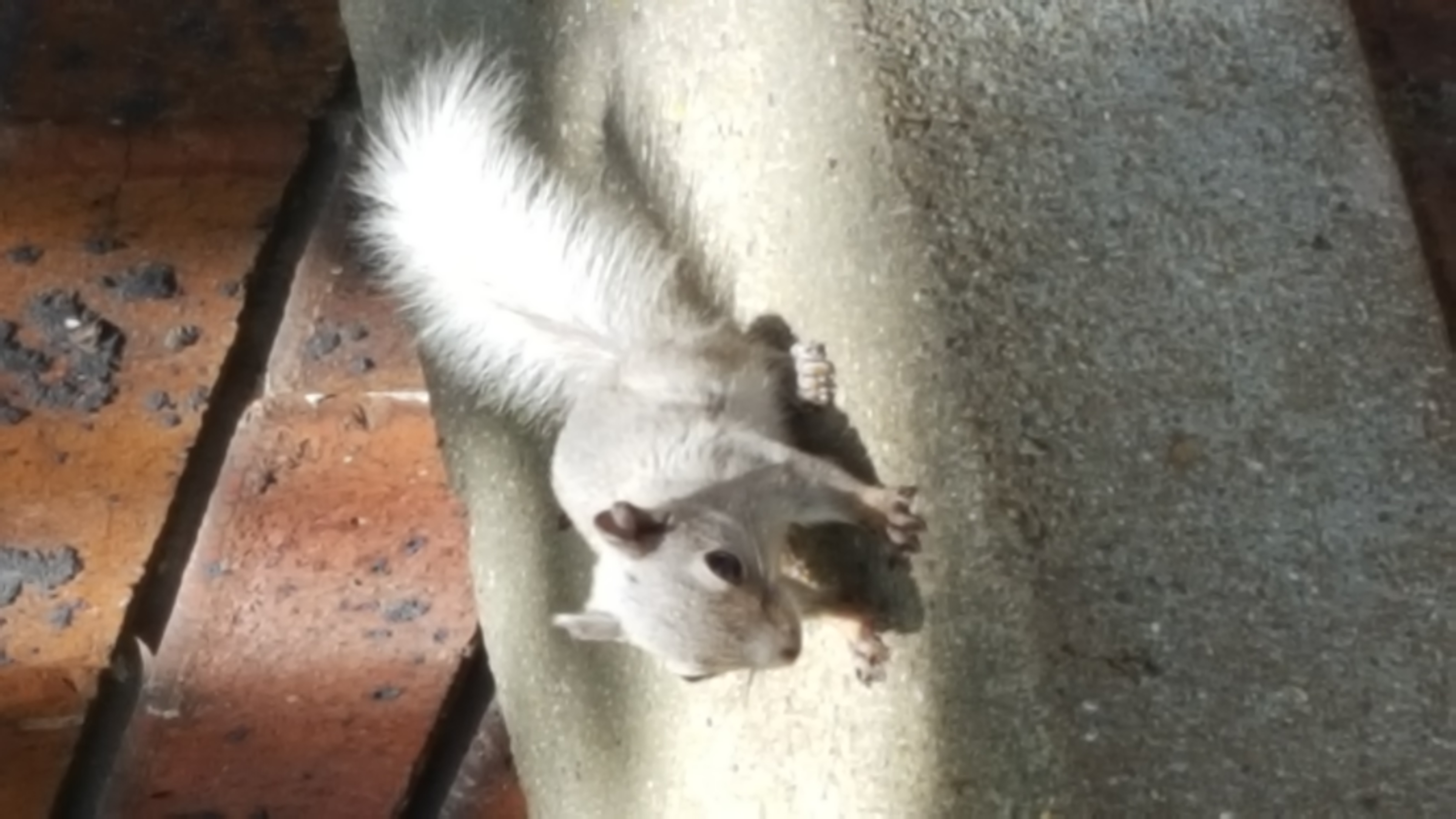 Baby squirrel in Ann Arbor!